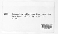 Teratosphaeria molleriana image
